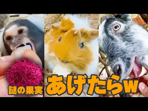 謎の果実を食べた動物たちのリアクションがwww【ランブータン】(YouTube)