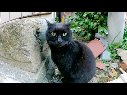 黒猫が石段に隠れてシャム猫にワーワーと文句を言う(YouTube)
