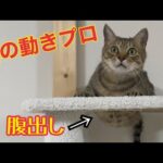 マジで理解不能な謎の動きをする猫かかわいすぎた！(YouTube)