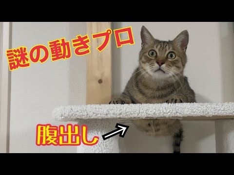 マジで理解不能な謎の動きをする猫かかわいすぎた！(YouTube)