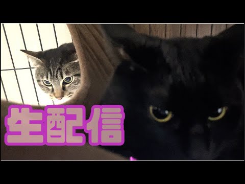 【ランチ生配信12/29】にゃーじゃんHOUSEから猫10匹の生配信🐈📹(YouTube)