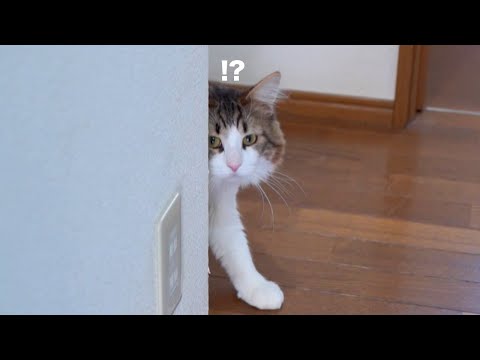悪いことをしたネコを叱っていたはずがいつの間にかチュールを食べさせてました(YouTube)