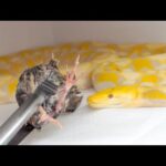 【3.5m】世界最大のニシキヘビのために大量のウズラを食べさせようとした結果(YouTube)