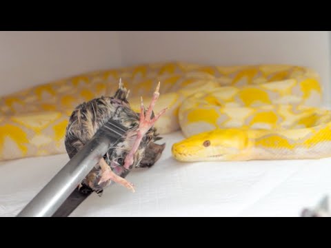 【3.5m】世界最大のニシキヘビのために大量のウズラを食べさせようとした結果(YouTube)