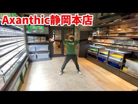 最高の爬虫類ショップが完成！オープン前に先行公開！！(YouTube)