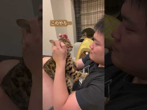 文句しか言わないネコを食べると。。。　#shorts(YouTube)