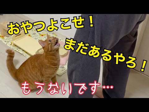 おやつが無くなった現実を受け入れない猫がかわいい！(YouTube)