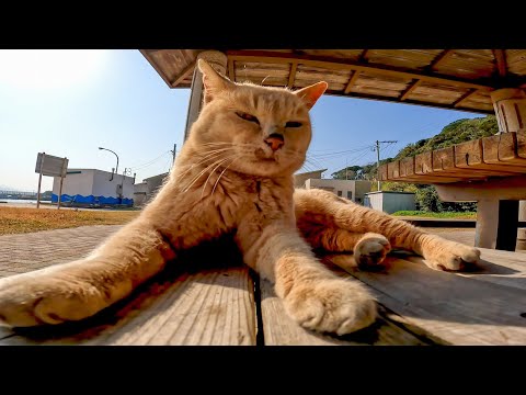 猫島に上陸すると最初に出迎えてくれる船着き場の猫たち(YouTube)