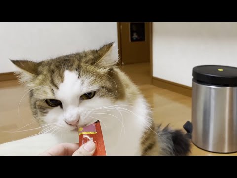 猫たちに「おやつ」と言わずにチュールを見せたらどうなるのか？(YouTube)
