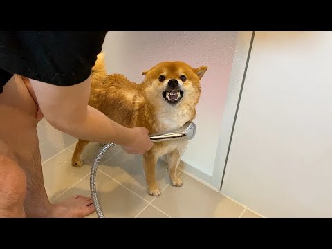 久々に入浴したら風呂の感覚を忘れてしまっていた柴犬。(YouTube)