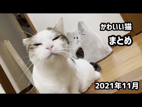 かわいい猫 まとめ （2021年11月）(YouTube)