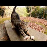 人懐っこい黒猫とキジシロ猫がダムのほとりのベンチでお出迎えしてくれた(YouTube)