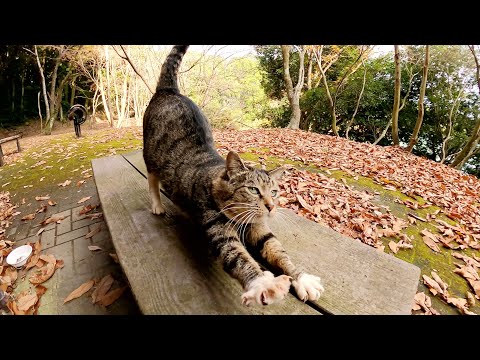 人懐っこい黒猫とキジシロ猫がダムのほとりのベンチでお出迎えしてくれた(YouTube)