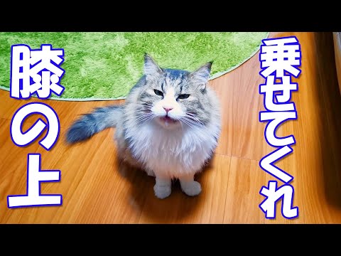 ボス猫のプライドを捨てかわいい鳴き声で必死に懇願してくるボス吉(YouTube)
