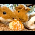 みかんあげたら、ラグビー始まったw【モルモット・ウサギ・ヤギ】Guinea pigs eat oranges(YouTube)