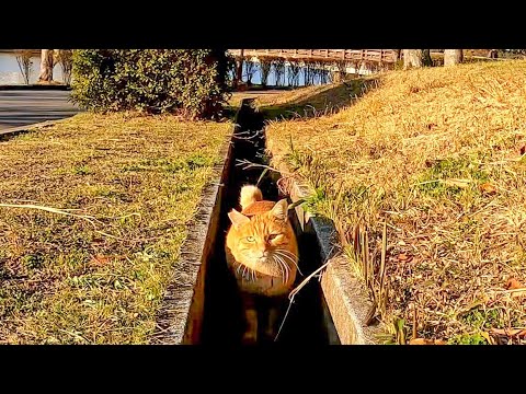側溝の中に猫がいたのでナデナデしたら猫は喜んでベンチまで付いてきた(YouTube)