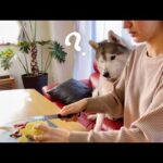 リンゴの皮剥きが不思議で仕方ないシベリアンハスキー(YouTube)