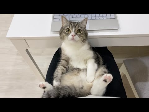 仕事中も絶対に離れてくれない甘えんぼ猫に困ってます…(YouTube)
