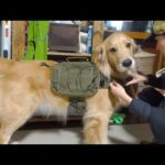 買ってもらったリュックで自慢げに登山する愛犬が可愛い過ぎるｗ(YouTube)