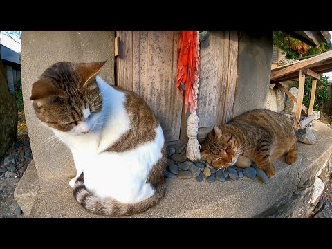 【Cat island】猫島にある祠に猫が座っていたのでナデナデしたら不思議な表情をする猫だった(YouTube)