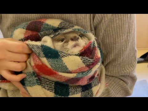 おしゃれを目指してマフラーを使うもワイルドすぎる女子カワウソ otter who uses a scarf to be fashionable but is too wild(YouTube)