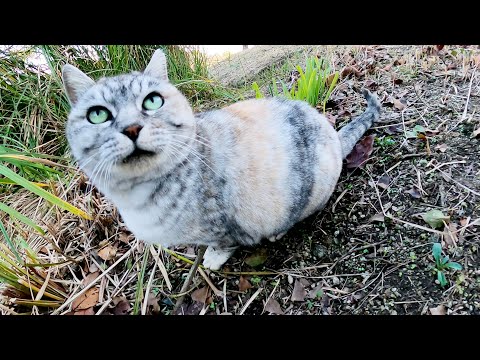モフられて満足すると、わらのベットへ帰っていくアザラシ猫(YouTube)