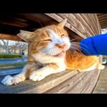 夕方天気が回復したので野鳥小屋で休む猫をナデナデしてきた(YouTube)