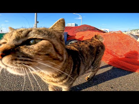 漁港でキジトラ猫が寄ってきたのでナデナデしたら黒猫もやって来た(YouTube)