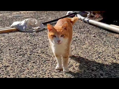 しきりに話しかけてくる猫がいたのでナデナデすると他の猫も撫でられに集まってきた(YouTube)