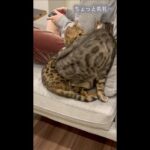 自分を子猫だと思っているのか狭い場所に割り込んでくる猫#shorts(YouTube)