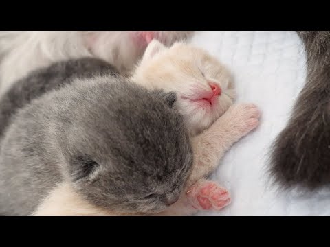 生まれたばかりの子猫はくっついて寒さをしのぎます…(YouTube)