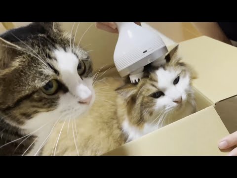 「私のマッサージ機やのに」とスネてしまう猫(YouTube)