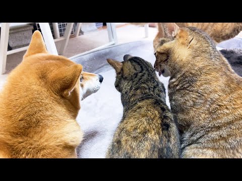 ゴロゴロしすぎて柴犬ママに注意される猫達♥(YouTube)