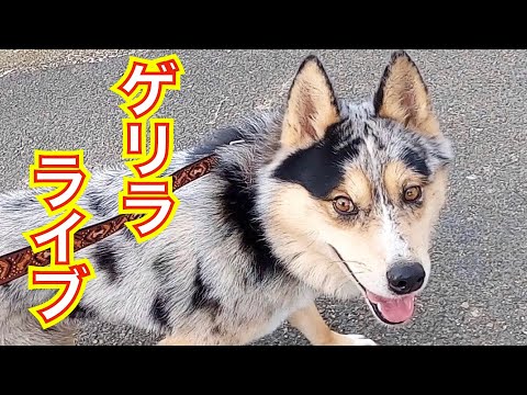 ちょこっとゲリラライブ22時〜(YouTube)