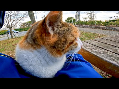 公園のテーブルに野良猫がいたので座ってナデナデしたら膝の上に乗ってきた(YouTube)