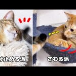触る派と受け止める派の猫(笑)お姉ちゃん猫の性格診断♥(YouTube)