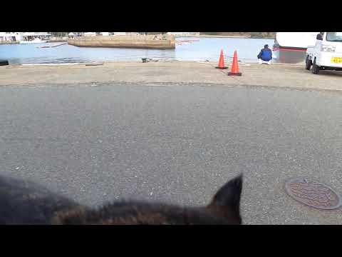 感動猫動画 のライブ配信(YouTube)