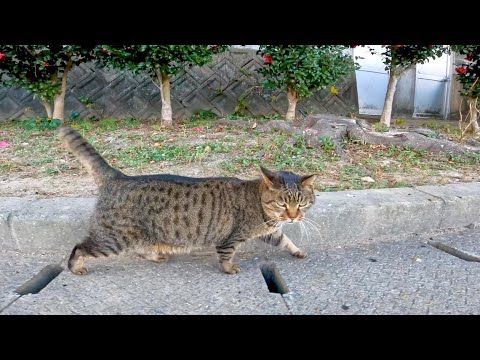 公園の猫の散歩に付いていってみた(YouTube)