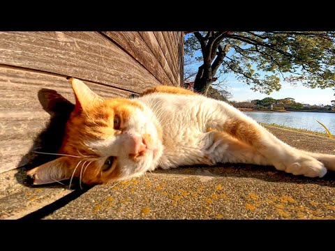 野鳥小屋によく喋る猫がいたのでナデナデしてきた(YouTube)