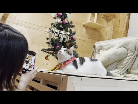 壁紙撮影でキメ顔でドヤ顔する猫(YouTube)