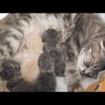 生後１日目…(YouTube)
