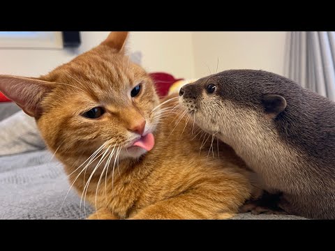 大晦日！カワウソさくらベストシーン！今までの動画から傑作を切り抜いて振り返ってみた Otter Sakura’s best scene!(YouTube)