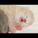 【生後５日目】子猫をとられて心配なママ猫…(YouTube)