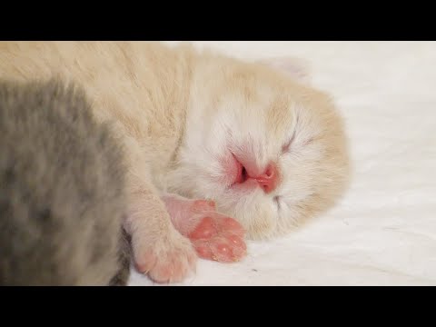 【生後５日目】子猫をとられて心配なママ猫…(YouTube)