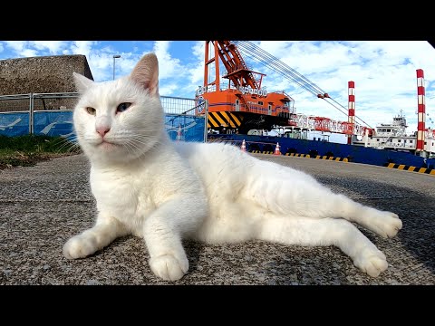 漁港をパトロールをしていた白猫が大きな船を見つけて驚く(YouTube)