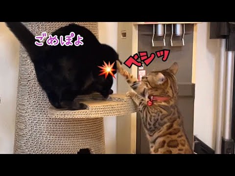 ツリーを噛みまくる黒猫にボス猫が説教しています(YouTube)
