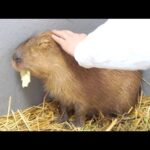 人間不信なカピバラと少し仲良くなれました(YouTube)