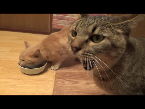 一緒にいるけどいがみ合う猫たち(YouTube)