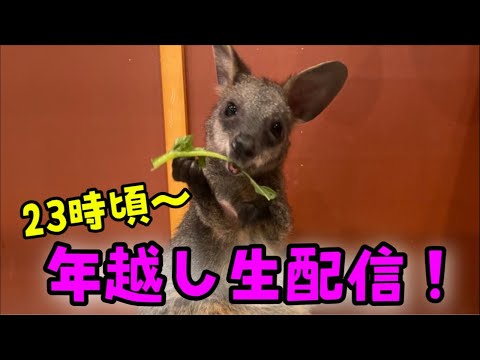 年越し生配信！(YouTube)