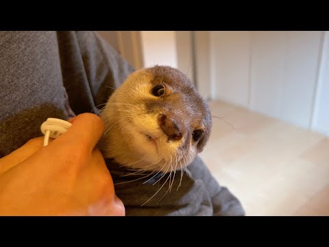 カワウソをポケットに入れて部屋の中を散歩したら、最後気持ちよくなってしまった！ I put the otter in my pocket and strolled around the room.(YouTube)